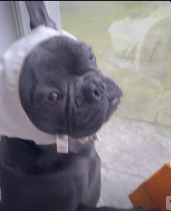 Frenchie got new gig, it pays more money !!!